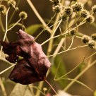 Impaled leaf
